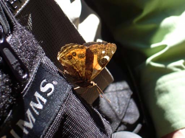Fly fishing for Brown Trout in the Reefton area of the South Island, New Zealand with fishing guide Bryan Wilson