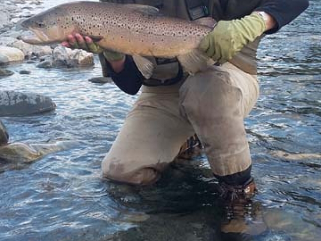 South Island New Zealand Brown trout with Bryan Wilson Reefton fishing guide