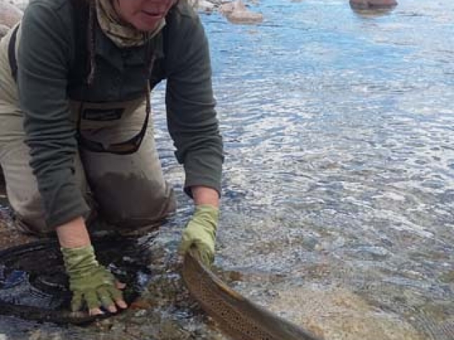 South Island New Zealand Brown trout with Bryan Wilson Reefton fishing guide