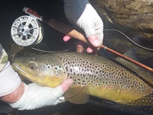South Island Brown Trout caught fly fishing with Reefton guide, Bryan Wilson.