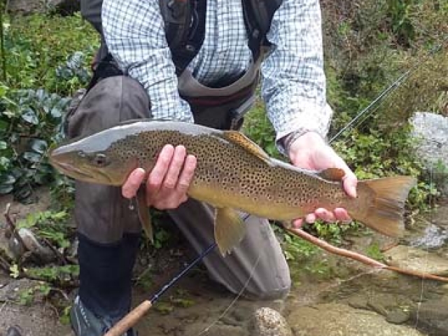 South Island New Zealand Brown trout with Bryan Wilson Reefton fishing guide