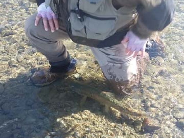Reefton Fly Fishing with South Island New Zealand brown trout.