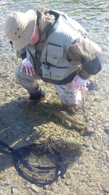 Reefton Fly Fishing with South Island New Zealand brown trout.