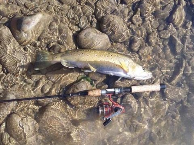 South Island New Zealand Brown trout with Bryan Wilson Reefton fishing guide