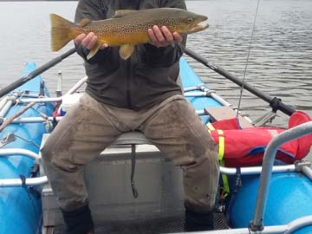 South Island New Zealand Brown trout with Bryan Wilson Reefton fishing guide
