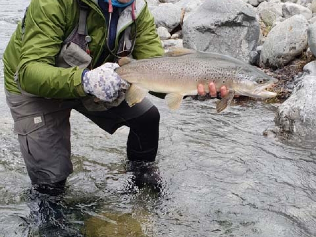 South Island New Zealand Brown trout with Bryan Wilson Reefton fishing guide