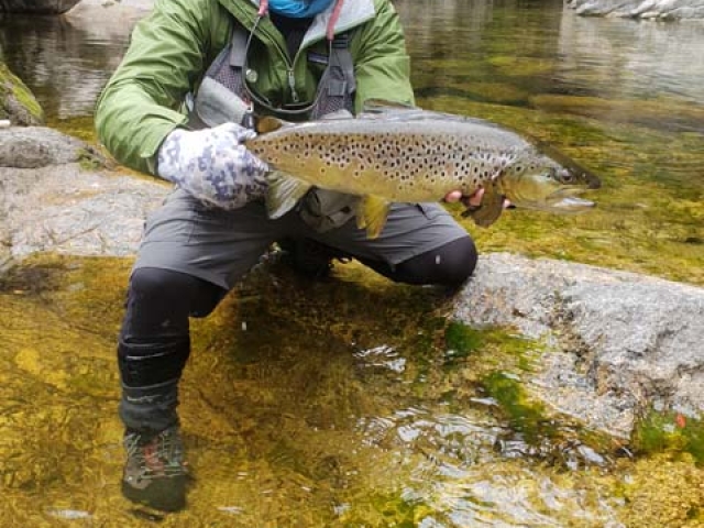 Fly fishing for Brown Trout in the Reefton area of the South Island, New Zealand with fishing guide Bryan Wilson