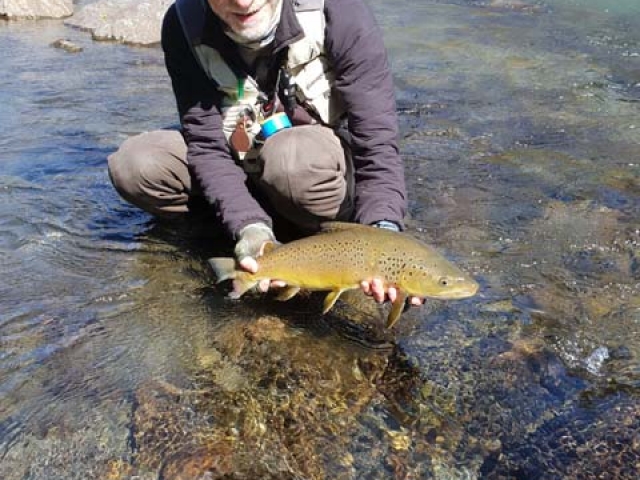 South Island New Zealand Brown trout with Bryan Wilson Reefton fishing guide