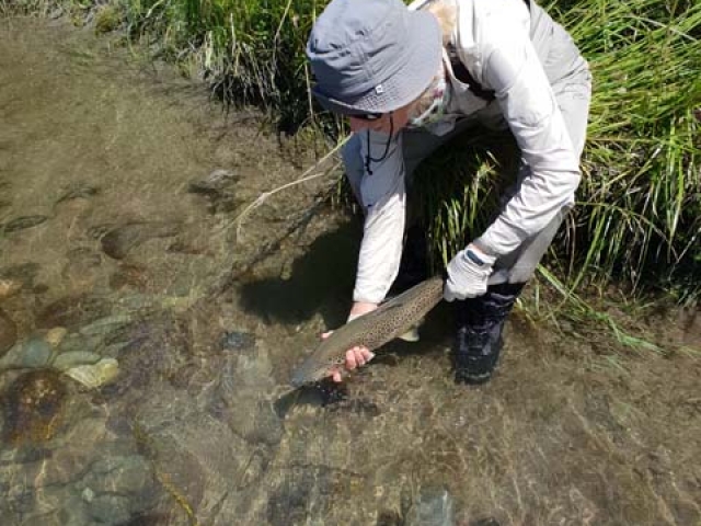 South Island New Zealand Brown trout with Bryan Wilson Reefton fishing guide