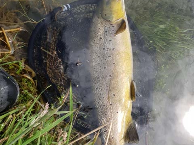 South Island New Zealand Brown trout with Bryan Wilson Reefton fishing guide