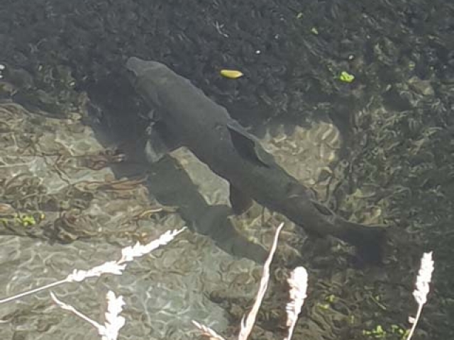South Island New Zealand Brown trout with Bryan Wilson Reefton fishing guide
