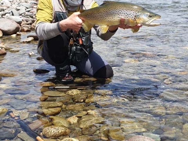 South Island New Zealand Brown trout with Bryan Wilson Reefton fishing guide
