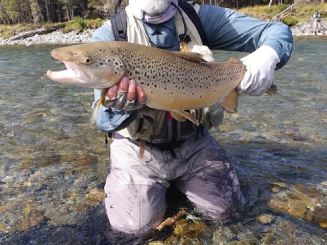South Island New Zealand Brown trout with Bryan Wilson Reefton fishing guide