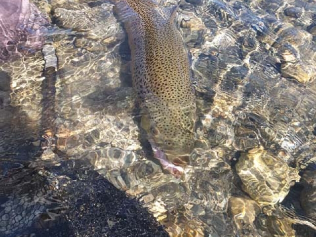 Trophy South Island brown trout fishing with Reefton fishing guide, Bryan Wilson.