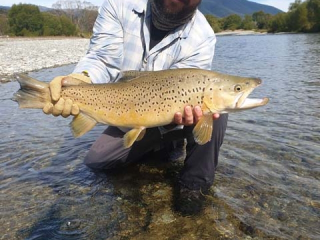 South Island New Zealand Brown trout with Bryan Wilson Reefton fishing guide