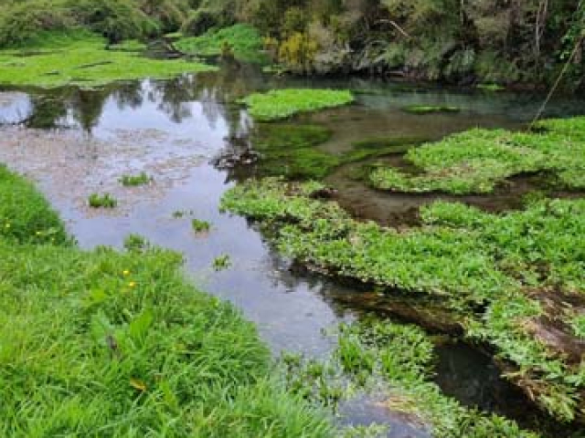 Fly fishing for Brown Trout in the Reefton area of the South Island, New Zealand with fishing guide Bryan Wilson