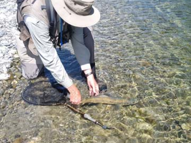 Fly fishing for Brown Trout in the Reefton area of the South Island, New Zealand with fishing guide Bryan Wilson