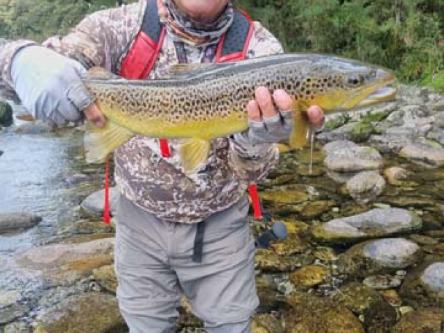 Fly fishing for Brown Trout in the Reefton area of the South Island, New Zealand with fishing guide Bryan Wilson