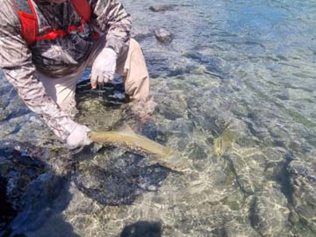 South Island New Zealand Brown trout with Bryan Wilson Reefton fishing guide