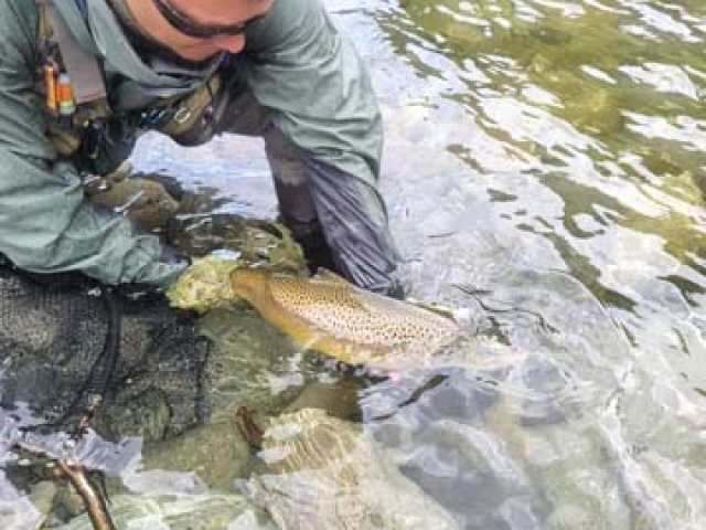Fly fishing for Brown Trout in the Reefton area of the South Island, New Zealand with fishing guide Bryan Wilson