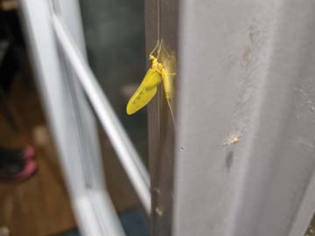 Sulphur Dun Mayfly, Bryan Wilson, West Coast Fishing Guide