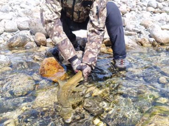 Fly fishing for Brown Trout in the Reefton area of the South Island, New Zealand with fishing guide Bryan Wilson