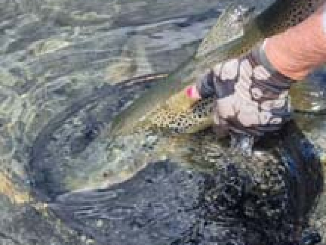 Fly fishing for Brown Trout in the Reefton area of the South Island, New Zealand with fishing guide Bryan Wilson