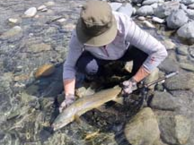 Fly fishing for Brown Trout in the Reefton area of the South Island, New Zealand with fishing guide Bryan Wilson