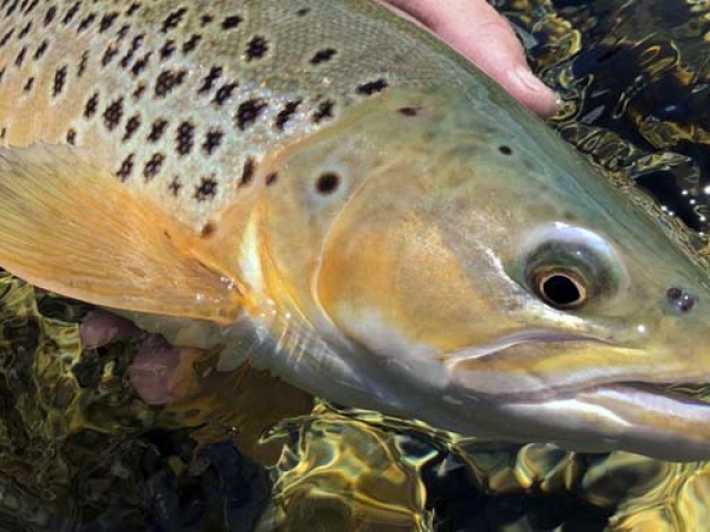 South Island New Zealand Brown trout with Bryan Wilson Reefton fishing guide