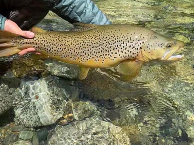 South Island New Zealand Brown trout with Bryan Wilson Reefton fishing guide