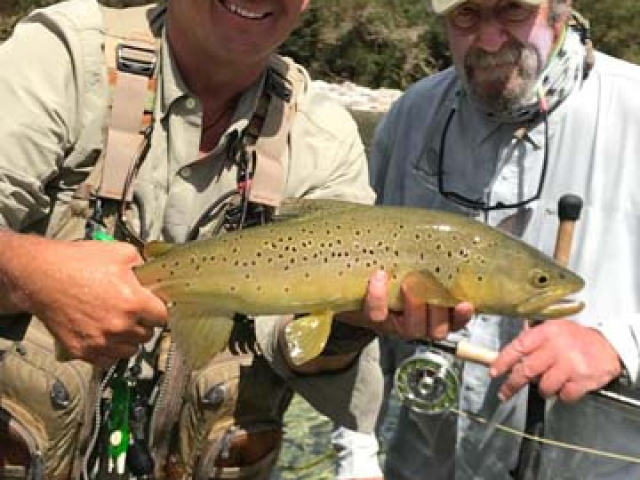 Healthy fresh maiden brown trout fishing with Bryan Wilson, Reefton, South Island, New Zealand.