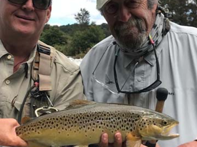 Healthy fresh maiden brown trout fishing with Bryan Wilson, Reefton, South Island, New Zealand.