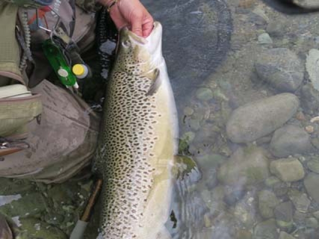 Trophy South Island brown trout fishing with Reefton fishing guide, Bryan Wilson.