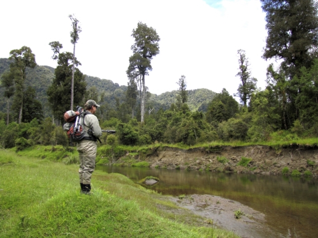 Spring Creek Fly fishing for Brown Trout on the West Coast of the South Island, New Zealand with fishing guide Bryan Wilson