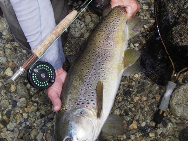 South Island New Zealand Brown trout with Bryan Wilson Reefton fishing guide