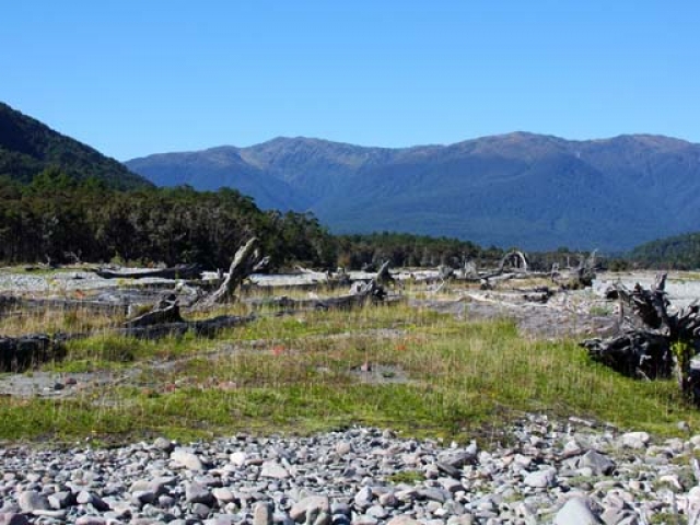Fly fishing for Brown Trout in the Reefton area of the South Island, New Zealand with fishing guide Bryan Wilson